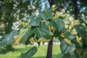 basswood