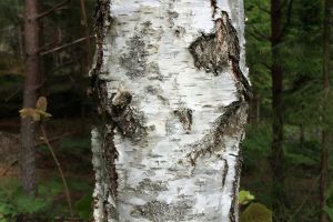birch