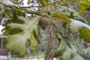 These 15 Trees Could Save Your Life