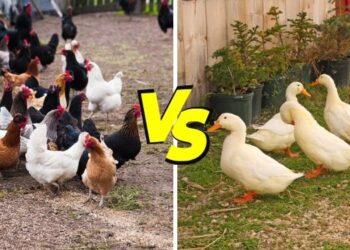 Chicken vs Duck