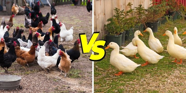 Chicken vs Duck
