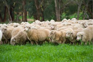 What Livestock My Grandparents Raised During the Great Depression