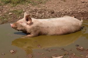 What Livestock My Grandparents Raised During the Great Depression