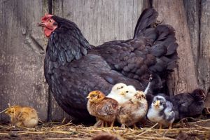 What Livestock My Grandparents Raised During the Great Depression