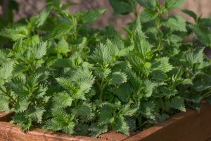 20 Medicinal Herbs Every Prepper Must Grow