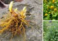20 Medicinal Herbs Every Prepper Must Grow