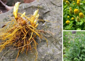 20 Medicinal Herbs Every Prepper Must Grow