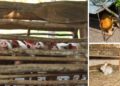 How to Hide Your Livestock When SHTF