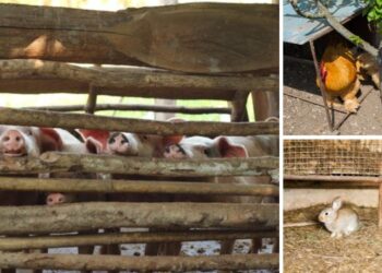 How to Hide Your Livestock When SHTF