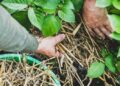 If You Grow This in Your Garden, You Will Never Starve