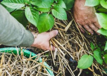 If You Grow This in Your Garden, You Will Never Starve