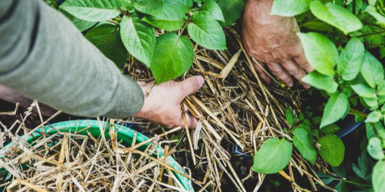 If You Grow This in Your Garden, You Will Never Starve
