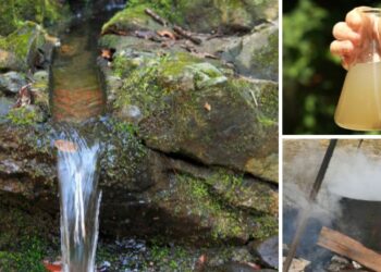 Ingenious Ways to Purify Water in the Wild