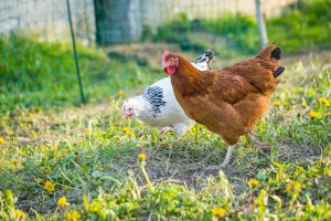 Azaleas are toxic for chickens