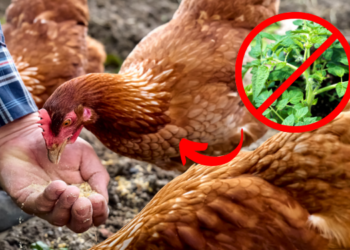 Never Feed This to Your Chickens