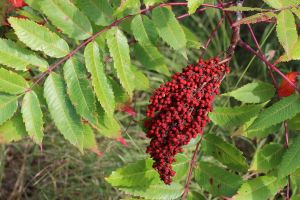 10 Plants Soldiers Looked for During the Civil War