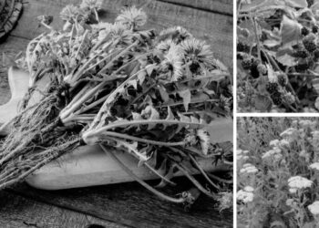 10 Plants Soldiers Looked for During the Civil War