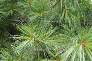 10 Plants Soldiers Looked for During the Civil War
