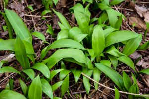 10 Plants Soldiers Looked for During the Civil War