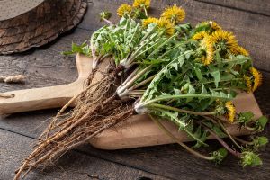 10 Plants Soldiers Looked for During the Civil War
