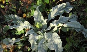 10 Plants Soldiers Looked for During the Civil War