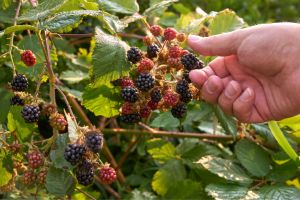 blackberry