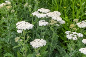 yarrow - medicinal plant