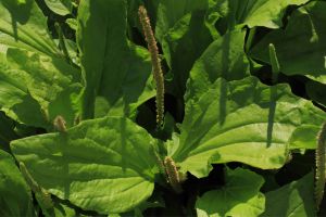plantain