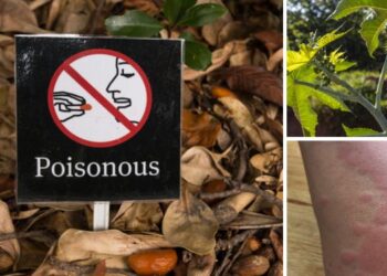 12 Poisonous Plants That Might Be Growing on Your Property