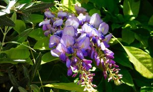 12 Poisonous Plants That Might Be Growing on Your Property