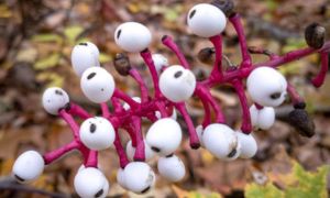 12 Poisonous Plants That Might Be Growing on Your Property