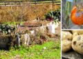 This Will Kill Your Survival Garden