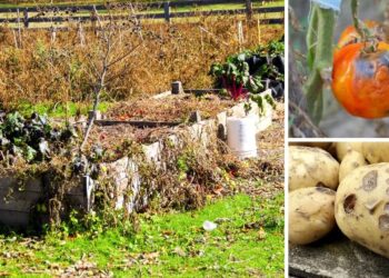 This Will Kill Your Survival Garden