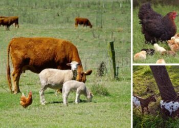 How to Keep Your Livestock Safe When SHTF