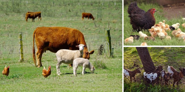 How to Keep Your Livestock Safe When SHTF How to Keep Your Livestock Safe When SHTF