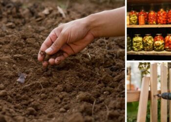 How to Live with Almost No Money at All