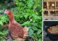 Ingenious Ideas for Taking Care of Your Chickens