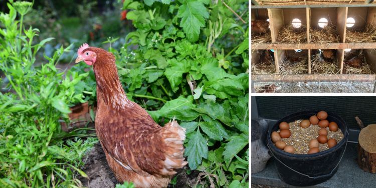 Ingenious Ideas for Taking Care of Your Chickens
