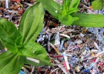 Why You Need to Put Newspapers in Your Vegetable Garden