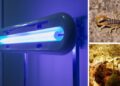 9 Survival Uses for a Blacklight