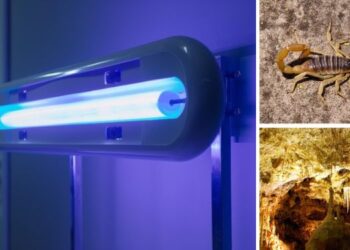 9 Survival Uses for a Blacklight
