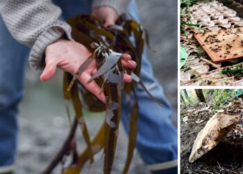 Weird Ways to Get Food After SHTF