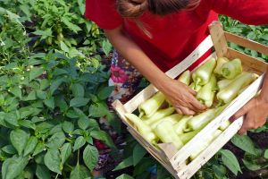harvesting vegetables