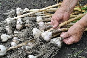 Never Buy Garlic Again