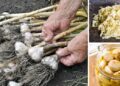 Never Buy Garlic Again!