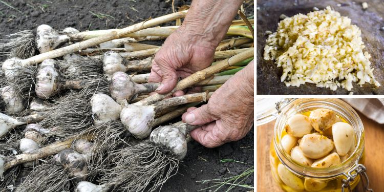 Never Buy Garlic Again!