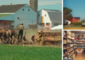 6 Prepping Items the Amish NEVER Stockpile