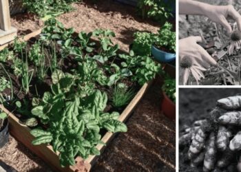 Medicinal Herbs You Must Have Before the Next Crisis