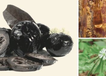 10 Natural Antibiotics To Forage Before SHTF