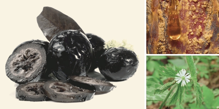 10 Natural Antibiotics To Forage Before SHTF